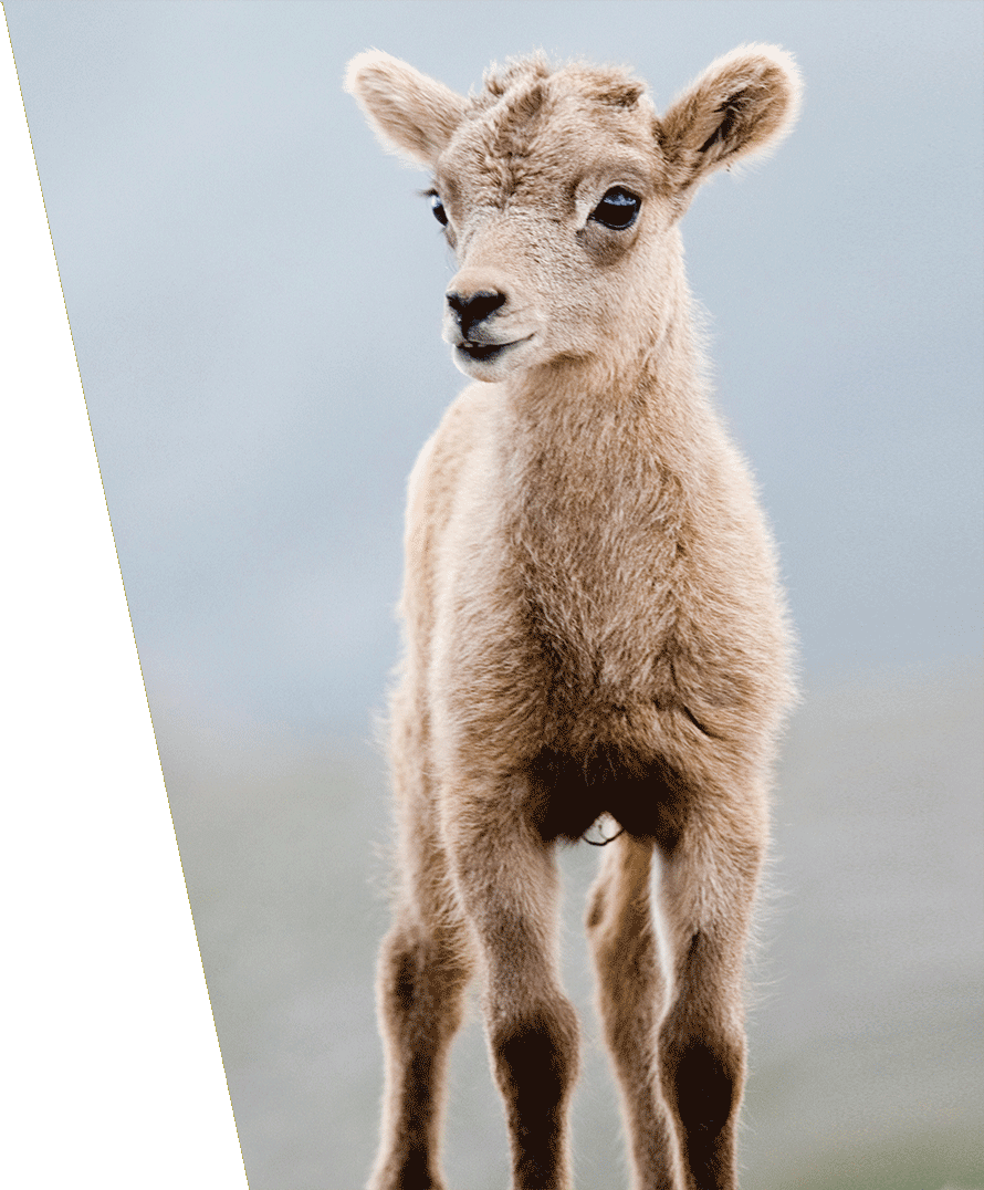 Baby Wild Sheep